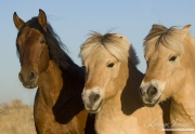 purebred Bay Andalusian stallion with 2 purebred Norwejian Fjord geldings in Berthoud, CO