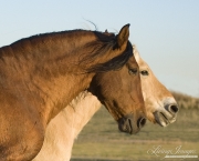purebred Bay Andalusian stallion with purebred  Norwejian Fjord gelding in Berthoud, CO