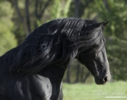purebred Black Peruvian Paso Stallion, Sante Fe, NM