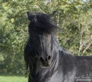purebred Black Peruvian Paso Stallion trots, Sante Fe, NM