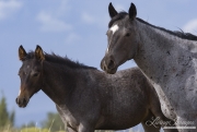 purebred Quarter Horse mare and foal, San cristobal Ranch, Sante Fe, NM