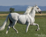 purebred Grey Andalusian stallion trotting in Longmont, CO