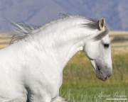 purebred Grey Andalusian stallion running in Longmont, CO