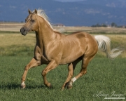 purebred Palomino Quarter Horse stallion running in Longmont, CO