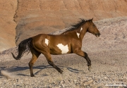 Flitner Ranch, Shell, WY - purebred paint horse running