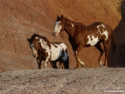 Flitner Ranch, Shell, WY - two purebred paint horses running together