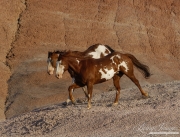 Flitner Ranch, Shell, WY - two purebred paint horses running together
