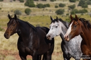 Three purebred Quarter Horse mares, black, sorrel and dappled grey, San Cristobal Ranch, Sante Fe,  NM