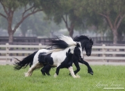 purebred Black Friesian stallion and purebred Gypsy Vanner stallion playing together in Ojai, CA