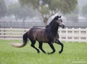 purebred Andalusian grey stallion runs in Ojai, CA
