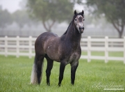 purebred grey Andalusian stallion in Ojai, CA