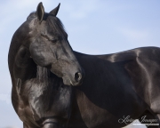 purebred Black Quarter horse stallion in Longmont, CO