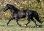 purebred Black Quarter Horse stallion trots in Longmont, CO