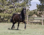 black morgan gelding trots in pasture at Ft. Collins, CO