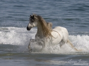 grey Andalusian stallion running in the waves at Ojai, CA