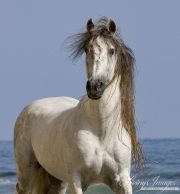 grey Andalusian stallion on he beach at Ojai, CA