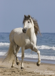 grey Andalusian stallion on he beach at Ojai, CA