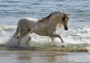 Grey Andalusian stallion in the ocean at the beach  in Ojai, CA