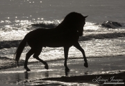 Summerland Beach, Ojai, CA, horse purebred Andalusian stallion on the beach