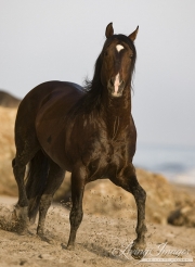 Summerland Beach, Ojai, CA, horse, Azteca stallion, Andalusian and Quarter Horse cross head on on beach