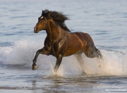 Summerland Beach, Ojai, CA, horse, bay Azteca stallion, Andalusian and Quarter Horse cross runs onto beach from waves
