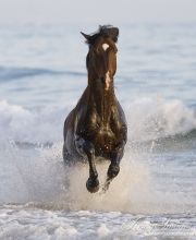 Summerland Beach, Ojai, CA, horse, bay Azteca stallion, Andalusian and Quarter Horse cross leaps onto beach from waves