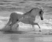 Grey Andalusian stallion in the ocean at the beach  in Ojai, CA