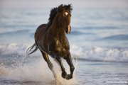 Summerland Beach, Ojai, CA, horse, purebred bay Azteca stallion running in water