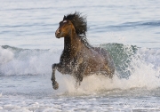 Summerland Beach, Ojai, CA, horse, purebred bay Azteca stallion runs in from waves