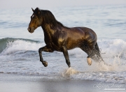 Summerland Beach, Ojai, CA, horse, bay Azteca stallion, Andalusian and Quarter Horse cross trots onto beach from waves