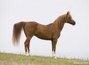 Ojai, CA, purebred horse, chestnut Arabian stallion stands