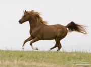 Ojai, CA, purebred horse, chestnut Arabian stallion running