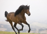 Ojai, CA, purebred horse, bay Andalusian stallion running