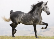 Ojai, CA, purebred horse, dappled grey Andalusian doing passage
