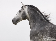 Ojai, CA, purebred horse, dappled grey Andalusian stallion