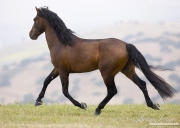 Ojai, CA, purebred horse, bay Andalusian stallion trotting