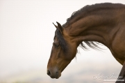 Ojai, CA, purebred horse, bay Andalusian stallion stretches down