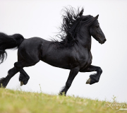Ojai, CA, purebred horse, Friesian stallion doing passage
