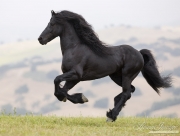 Ojai, CA, purebred horse, black Friesian stallion running on hillside