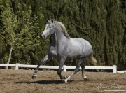 Ejicia, Spain, purebred Andalusians, grey stallion trotting
