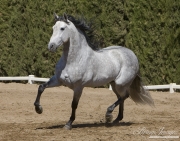 Ejicia, Spain, purebred Andalusians, grey stallion trotting