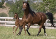 Ojai, CA, purebred horse, Arabian mare and foal