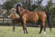 Ojai, CA, purebred horse, Arabian mare and foal