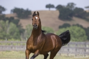Ojai, CA, purebred horse, Arabian stallion runs