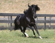 Ojai, CA, purebred horse, black Peruvian Paso stallion runs