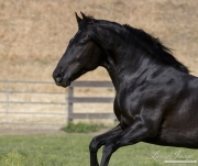 Ojai, CA, purebred horse, black Peruvian Paso stallion