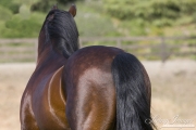 Ojai, CA, purebred horse, bay Azteca stallion from behind