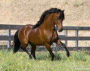 Ojai, CA, purebred horse, bay Peruvian Paso stallion runs