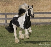 Ojai, CA, purebred horse, Gypsy Vanner stallion running