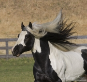 Ojai, CA, purebred horse,  Gypsy Vanner stallion runs